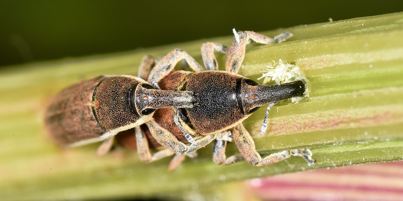 Curculionidae:  Lixus juncii?  S !